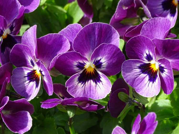 You are currently viewing Conception de jardin violet : comment créer un jardin violet