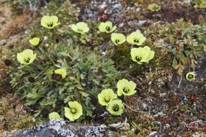 Lire la suite à propos de l’article Informations sur le jardinage de la toundra : pouvez-vous faire pousser des plantes dans la toundra