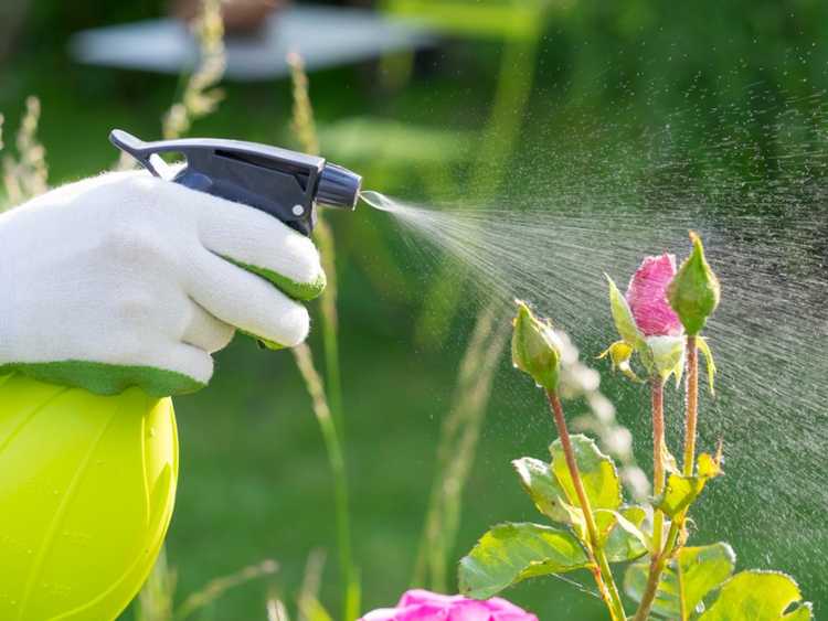 Lire la suite à propos de l’article Les insecticides peuvent-ils nuire aux plantes – En savoir plus sur les dommages causés aux plantes par les insecticides