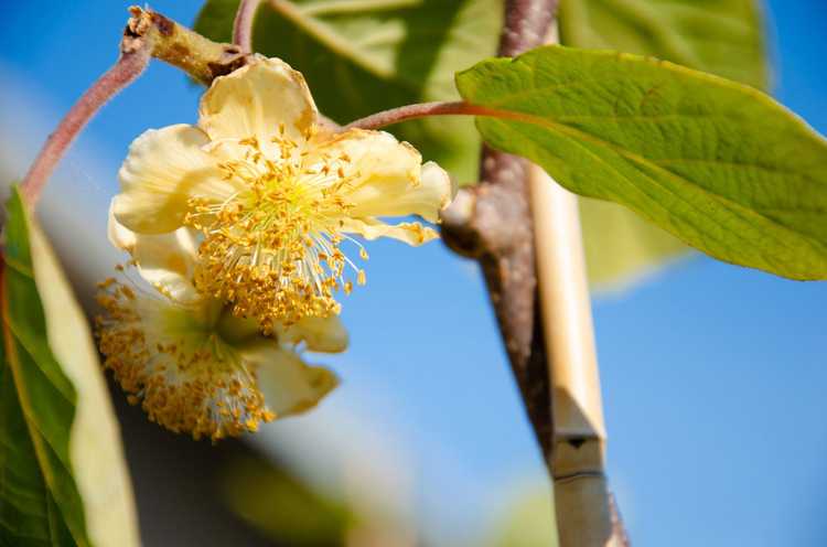 You are currently viewing Identification des plants de kiwi : Déterminer le sexe des plants de vigne de kiwi