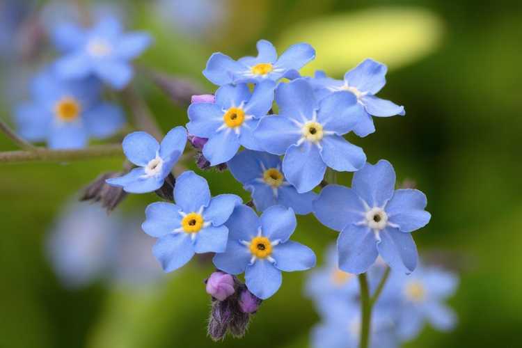 Lire la suite à propos de l’article Diviser les myosotis : les myosotis devraient-ils être divisés