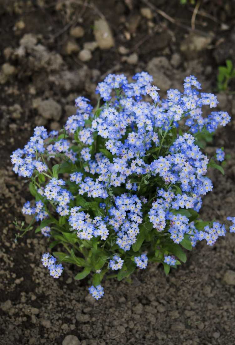 You are currently viewing Plantation de graines de myosotis : meilleur moment pour planter des graines de myosotis