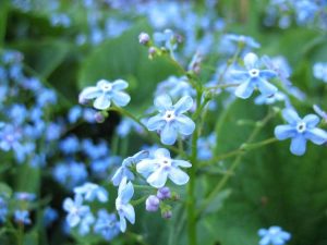 Lire la suite à propos de l’article Contrôle des myosotis : comment gérer les myosotis dans le jardin