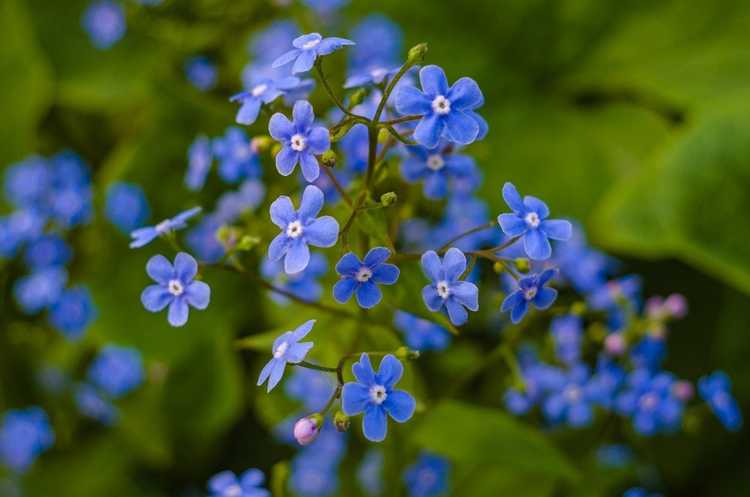 You are currently viewing Problèmes de myosotis : problèmes liés aux myosotis dans les jardins