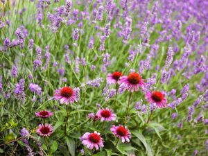 Lire la suite à propos de l’article Comment faire pousser un jardin économe en eau qui semble toujours luxuriant