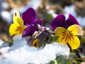 Lire la suite à propos de l’article 10 meilleures fleurs résistantes au froid : quelles fleurs sont résistantes à l’hiver