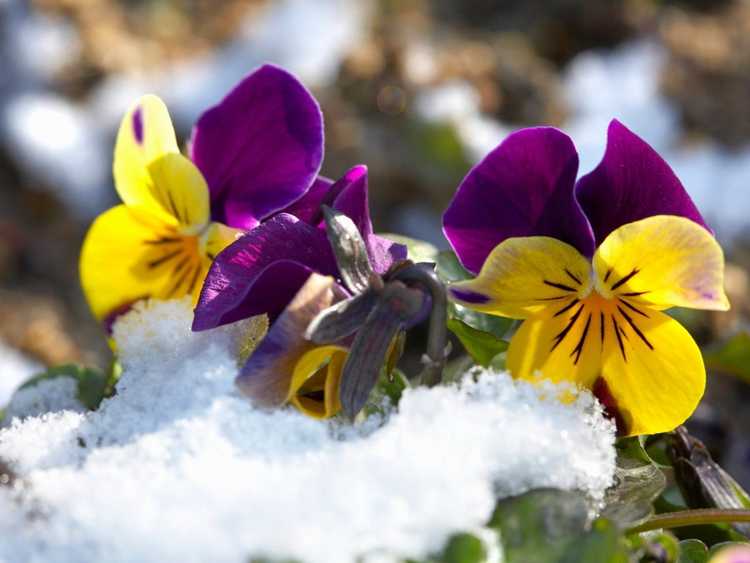 You are currently viewing 10 meilleures fleurs résistantes au froid : quelles fleurs sont résistantes à l’hiver
