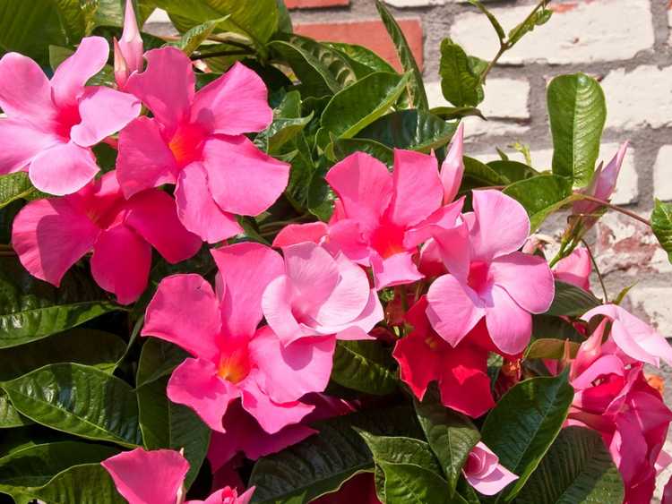 You are currently viewing Mandevilla Vine : Conseils pour un entretien approprié du Mandevilla