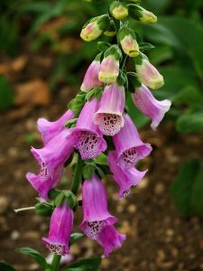 Lire la suite à propos de l’article Plantes de sable d'ombre – Cultiver des plantes d'ombre dans un sol ombragé