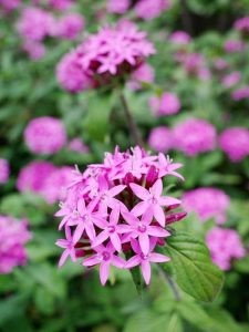 Lire la suite à propos de l’article Plantes pour les endroits ensoleillés : choisir des plantes qui aiment la chaleur pour le plein soleil