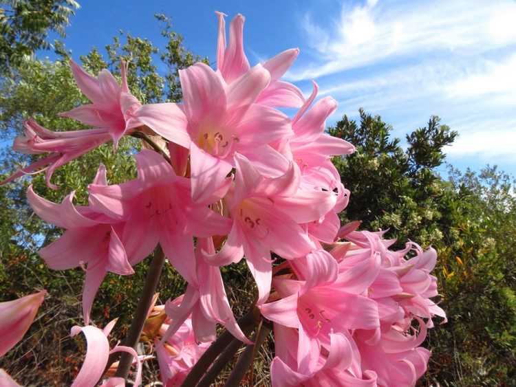 You are currently viewing Fleurs d'Amaryllis Belladonna : Conseils pour cultiver des lys d'Amaryllis