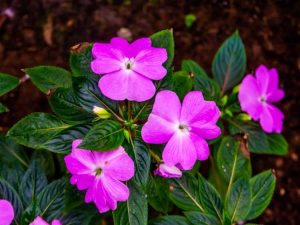 Lire la suite à propos de l’article Qu'est-ce qu'une plante indicatrice : utiliser un indicateur végétal pour améliorer la santé du jardin