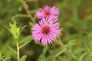 Lire la suite à propos de l’article Informations sur l'aster de New York – Conseils pour cultiver des marguerites de Saint-Michel