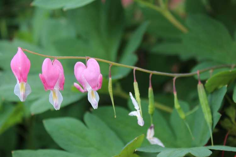 Lire la suite à propos de l’article Planter des graines de cœur saignant : quand semer des graines de cœur saignant