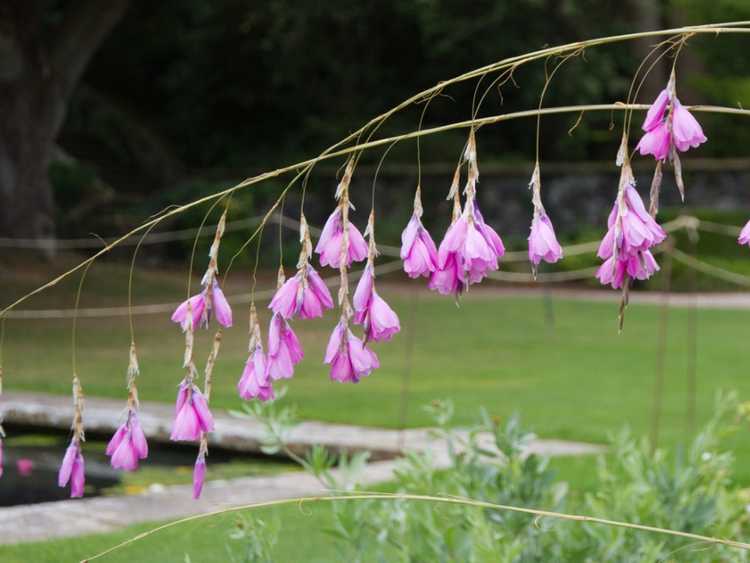 You are currently viewing Cultiver des Dierama Wandflowers – Conseils pour cultiver l'usine de canne à pêche d'Angel