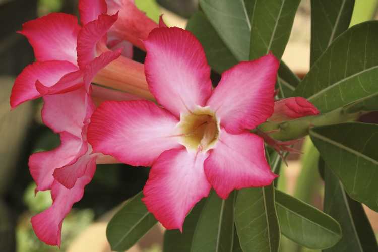 You are currently viewing Propagation de la rose du désert – Démarrage de graines ou de boutures d'adénium