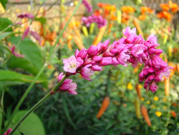 Lire la suite à propos de l’article Prendre soin de Kiss-Me-Over-The-Garden-Gate : cultiver la fleur Kiss-Me-Over-The-Garden-Gate
