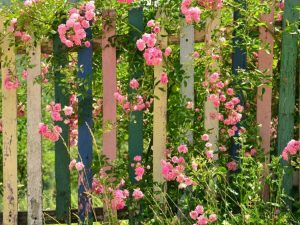 Lire la suite à propos de l’article Créer des clôtures fleuries – Des fleurs qui poussent au-dessus des clôtures