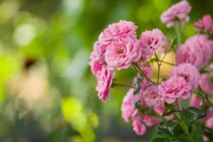 Lire la suite à propos de l’article Variétés de roses roses : choisir et planter des roses roses