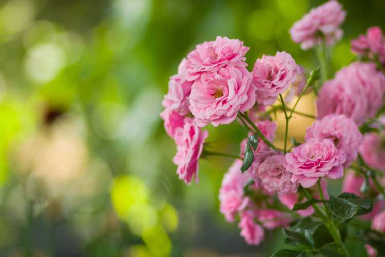 Lire la suite à propos de l’article Variétés de roses roses : choisir et planter des roses roses