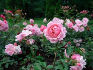 Lire la suite à propos de l’article En savoir plus sur les roses à racines propres et les roses greffées