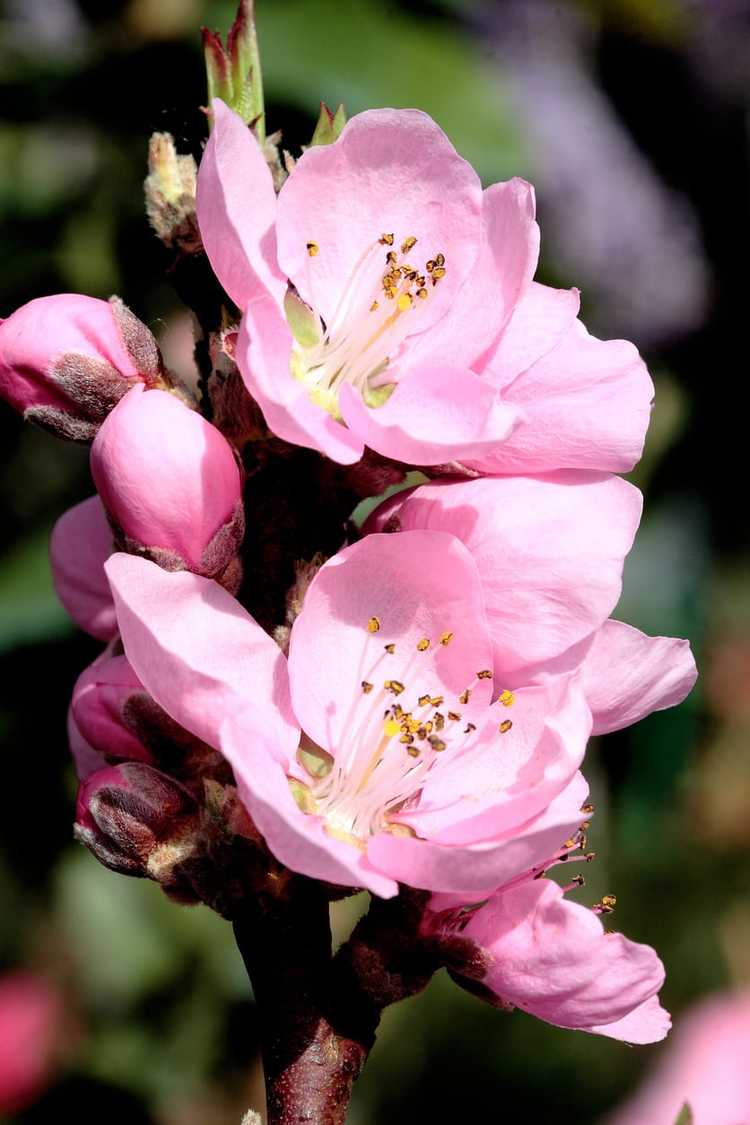 You are currently viewing Nectar Babe Nectarine Info – Cultiver un cultivar de nectarine 'Nectar Babe'