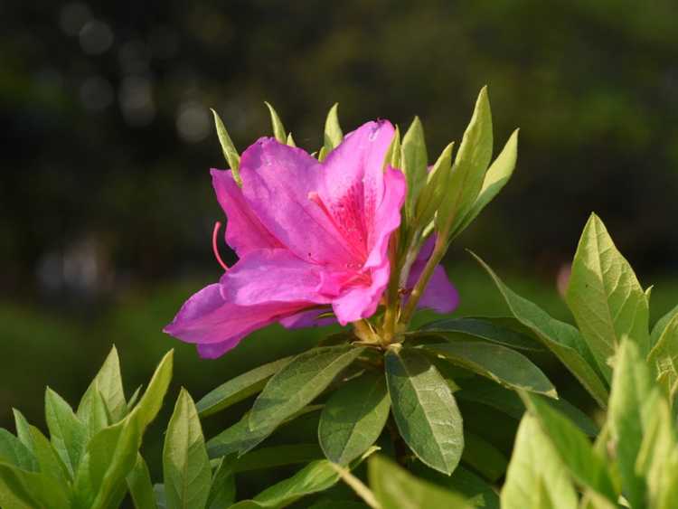 You are currently viewing Pourriture phytophthora des racines chez les azalées