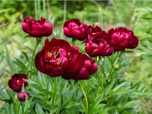 Lire la suite à propos de l’article Plantes vivaces et annuelles à fleurs rouge foncé