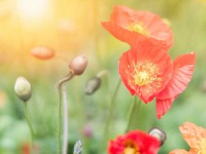 Lire la suite à propos de l’article Plantes pour les anciens combattants – Honorer les anciens combattants avec des fleurs