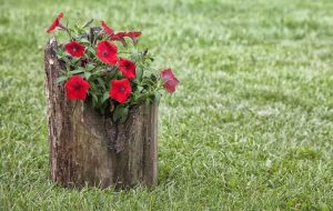 Lire la suite à propos de l’article Jardinières en rondins pour les jardins : comment fabriquer une jardinière en rondins