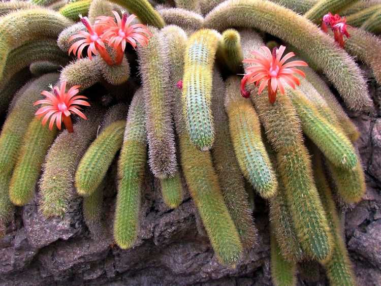 You are currently viewing Plante de cactus tarentule: Comment faire pousser du cactus tarentule