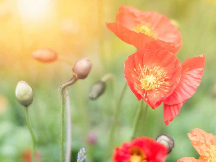 You are currently viewing Plantes pour les anciens combattants – Honorer les anciens combattants avec des fleurs