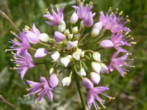 Lire la suite à propos de l’article Que sont les oignons des prairies : informations sur les fleurs sauvages d'Allium Stellatum