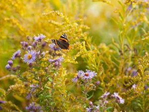 Lire la suite à propos de l’article Fleurs sauvages d’automne pour une couleur de fin de saison