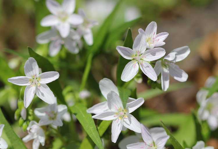 You are currently viewing Claytonia Spring Beauty Info – Un guide pour la culture des tubercules de Claytonia