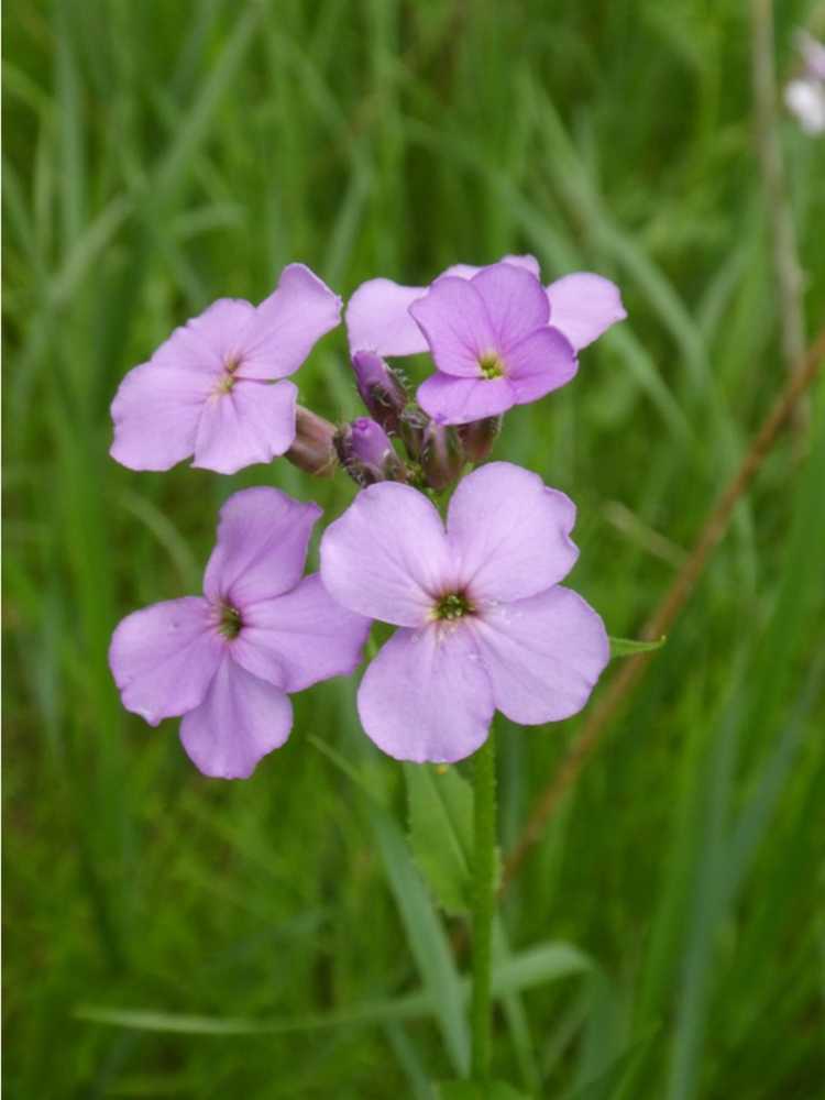 You are currently viewing Dame's Rocket Info : En savoir plus sur le contrôle de Sweet Rocket Wildflower