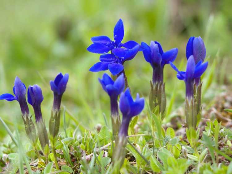 You are currently viewing Fleurs sauvages de gentiane : conseils pour cultiver des plantes de gentiane dans le jardin