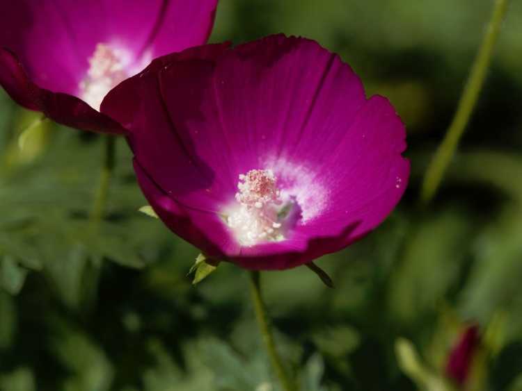 You are currently viewing Informations sur les plantes Winecup : Apprenez à cultiver des Winecups dans le jardin