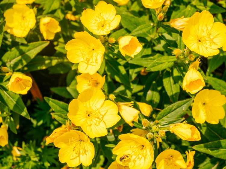 Lire la suite à propos de l’article Plante d'onagre jaune : fleurs sauvages dans le jardin