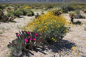 Lire la suite à propos de l’article Fleurs sauvages populaires du désert – Conseils pour cultiver des fleurs sauvages dans le désert