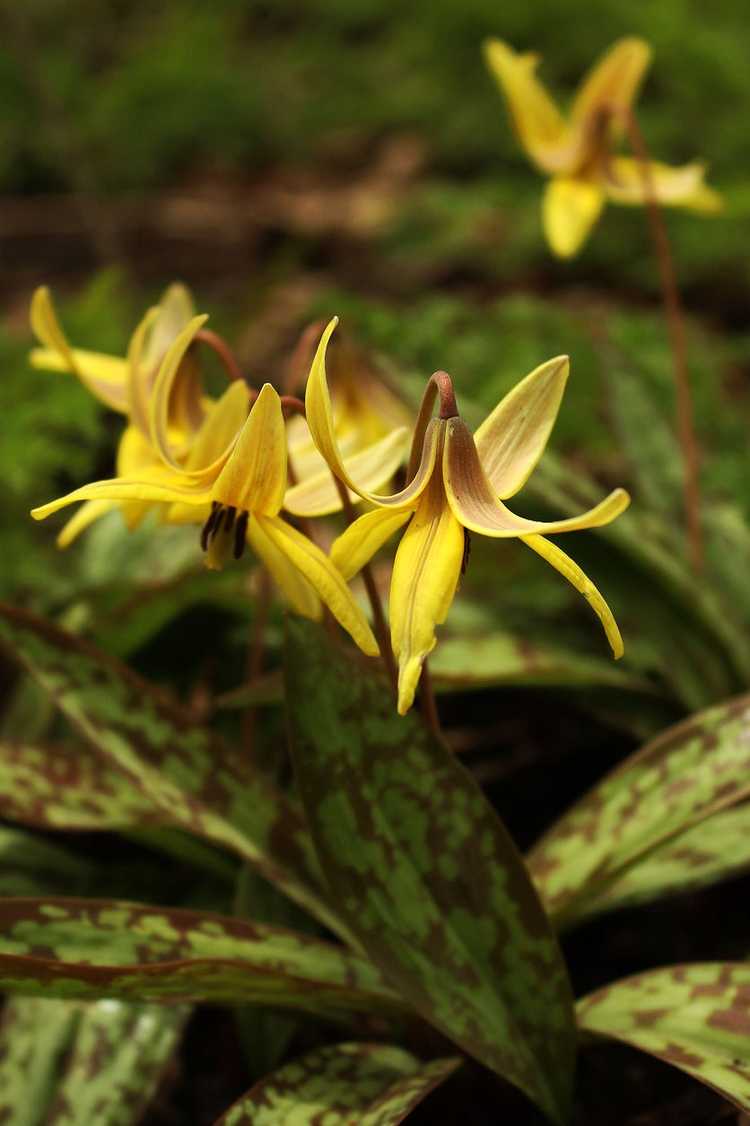 You are currently viewing Que sont les fleurs éphémères : conseils pour cultiver des fleurs éphémères au printemps