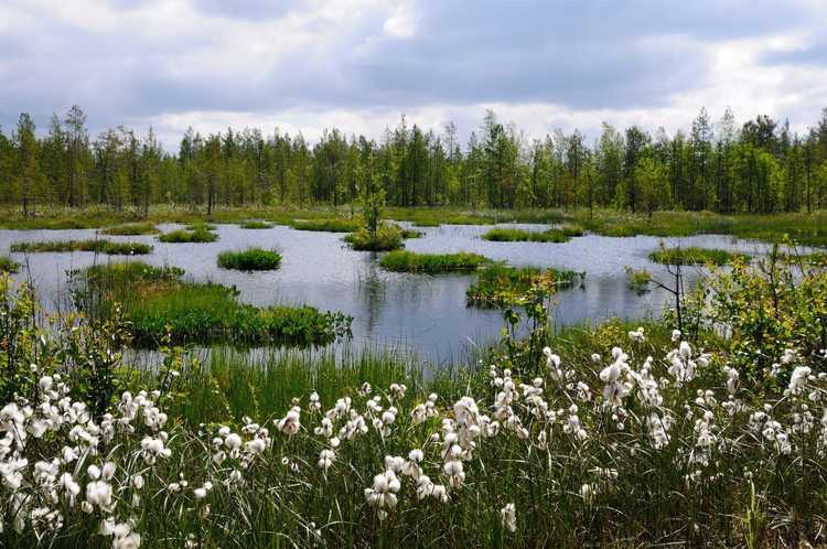 Lire la suite à propos de l’article Fleurs sauvages qui aiment l’humidité : choisir des fleurs sauvages pour les climats humides