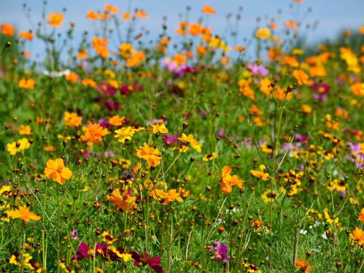 Lire la suite à propos de l’article Planter des fleurs sauvages – Comment entretenir un jardin de fleurs sauvages