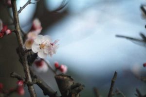 Lire la suite à propos de l’article Entretien des abricotiers japonais : comment faire pousser des abricotiers japonais