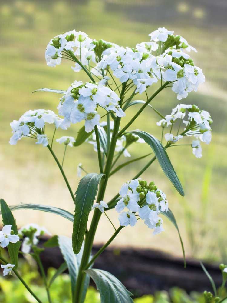 Lire la suite à propos de l’article La plante de raifort a des fleurs – Si vous coupez des fleurs de raifort