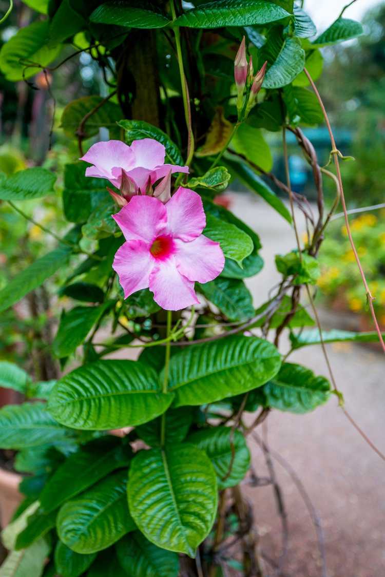 You are currently viewing Propagation de Mandevilla : Utilisation de boutures ou de graines de Mandevilla pour propager la vigne de Mandevilla