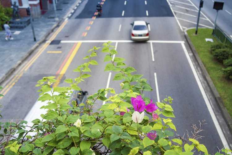 Lire la suite à propos de l’article Pollution des jardins urbains : gérer les problèmes de pollution urbaine pour les jardins