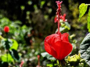 Lire la suite à propos de l’article 10 fleurs tropicales rouges – Plantes tropicales à fleurs rouges et feuillage vert