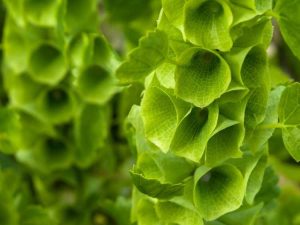 Lire la suite à propos de l’article Plantes vivaces et annuelles vert lime : fleurs vert lime pour le jardin
