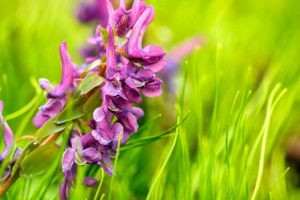 Lire la suite à propos de l’article Cultiver des fleurs de Stinzen : variétés de plantes de Stinzen populaires